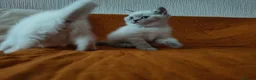 British Shorthair cats for sale: 2 rare Colour point British Shorthair kittens  - Advert 15