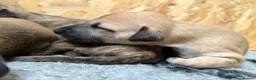 Greyhound dogs for sale: Hungarian Greyhound Pups - Advert 16