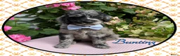 Labradoodle dogs for sale: 💐CAN STAY FOR HOLIDAYS💐RARE OPPORTUNITY💐 - Advert 22