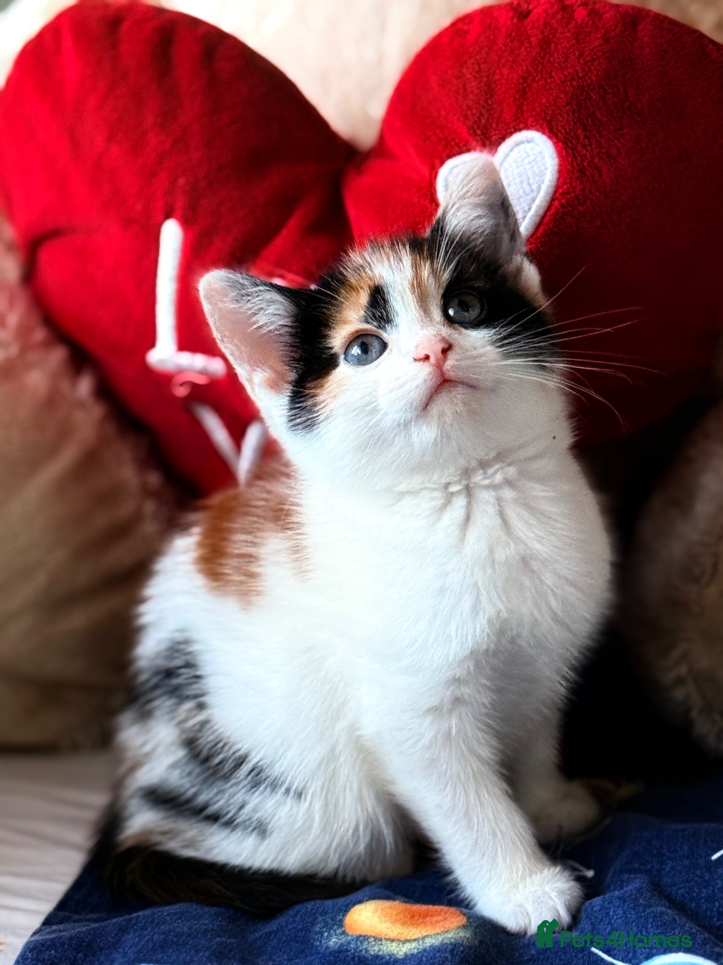 Mixed Breed cats 5 Lovely Kittens looking for their new loving home - Advert 2