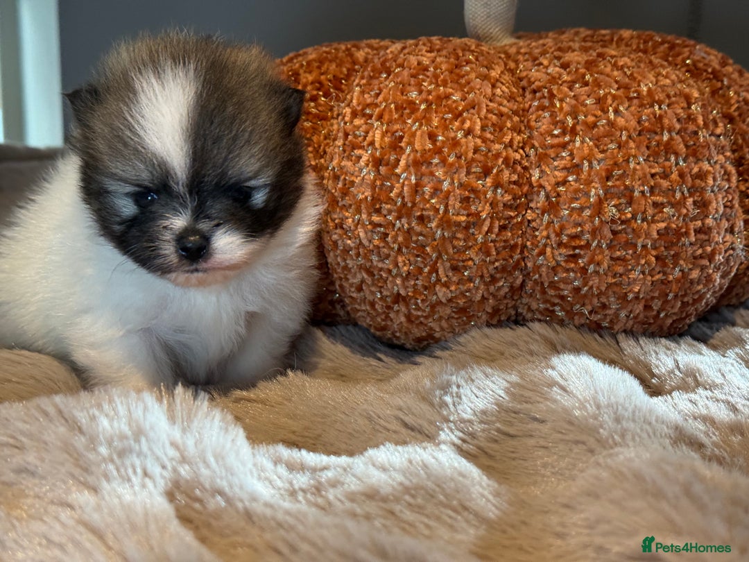 Pomeranian dogs for sale: Stunning Pomeranian  - Image 7