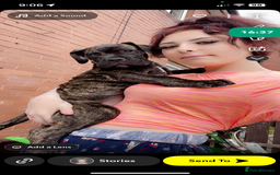 Mixed Breed dogs for sale: Presa x milanois - Image 3