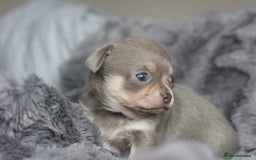 Chihuahua dogs for sale: KC ⭐ stunning Chihuahuas smooth lilac Tri  🐕  - Image 5