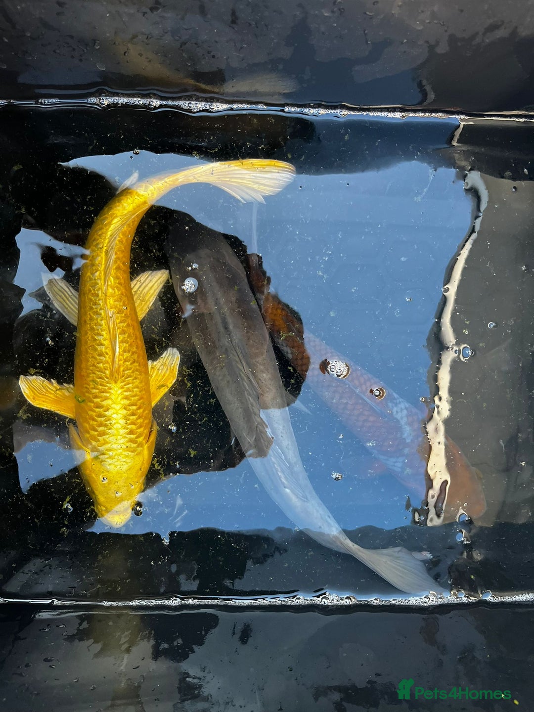 Koi Carp fish for sale: Japanese koi carp £100 each  - Image 26