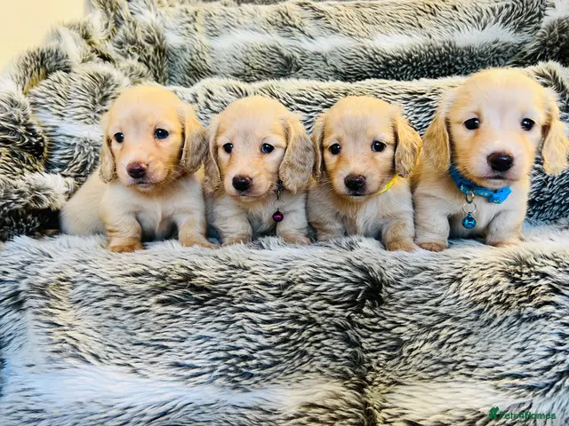 Miniature Dachshund dogs for sale: Cream Long Haired - Advert 1