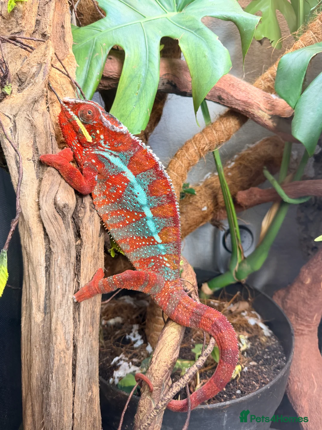 Chameleon reptiles for sale: 2 Male Panther Chameleons in Sidmouth - Advert 1