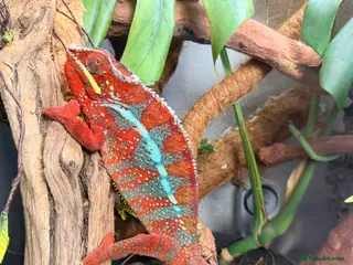 Chameleon reptiles 2 Male Panther Chameleons - Advert 1