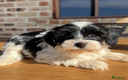 Cavapoo dogs for sale: Beautiful purebred Cavapoo Puppies - Image 9