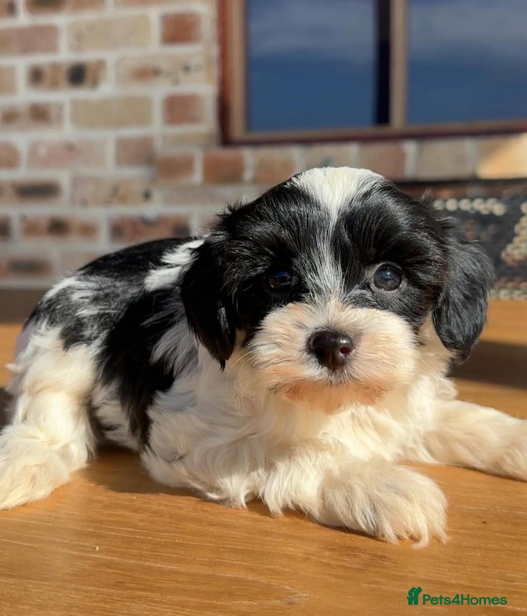 Cavapoo dogs for sale: Beautiful purebred Cavapoo Puppies - Image 9