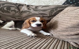Beagle dogs for sale: 1 stunning Beagle Puppy left, ready now in Sidcup - Image 5