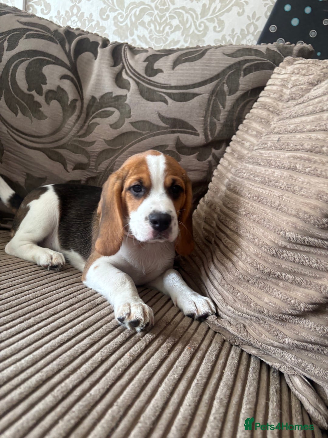 Beagle dogs for sale: 1 stunning Beagle Puppy left, ready now in Sidcup - Image 5