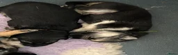 German Shepherd dogs for sale: K/C German Shepherd pups - Advert 23
