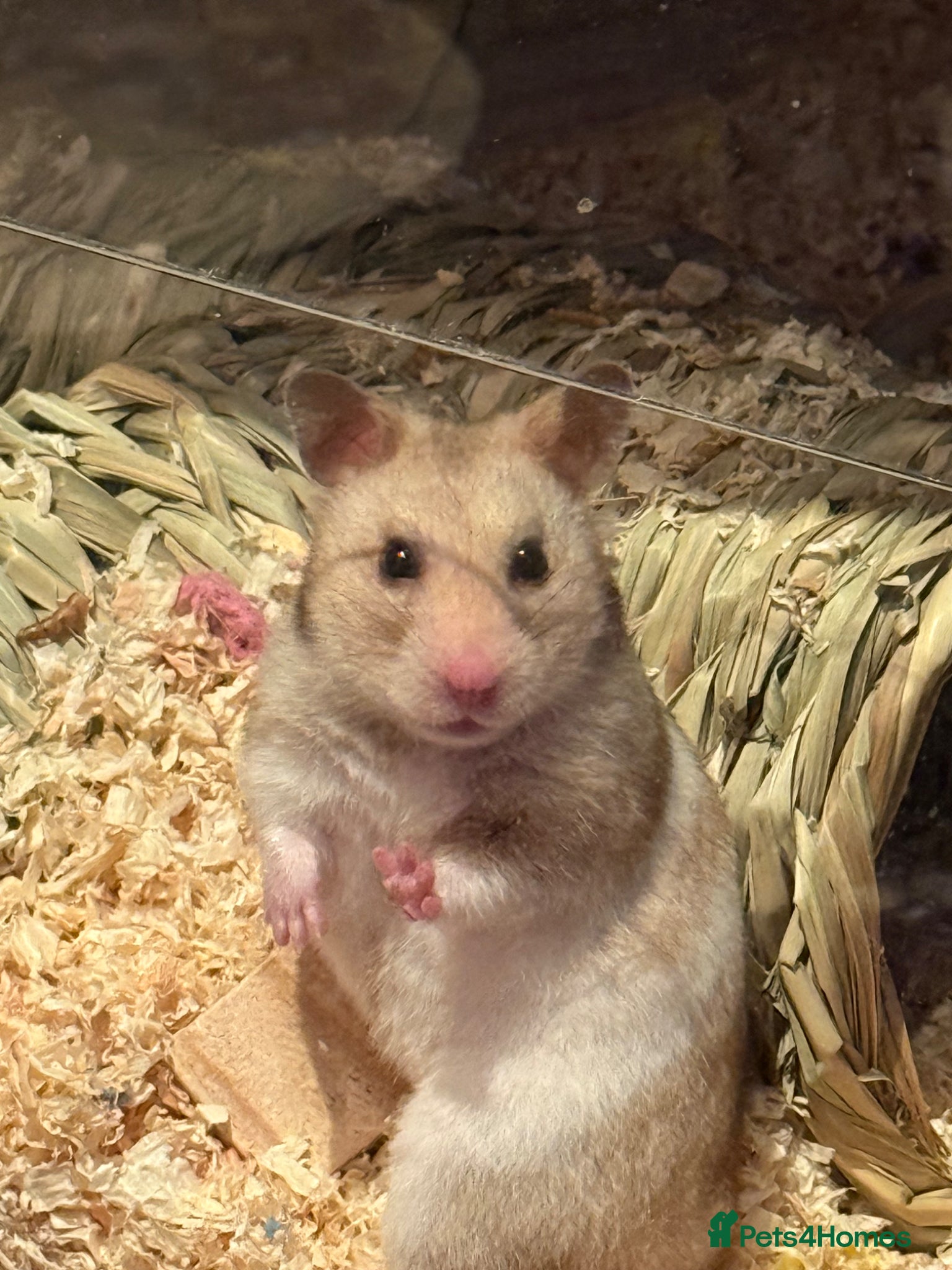 Hamster rodents for sale: Syrian Hamster to Good Home in Coventry - Advert 1
