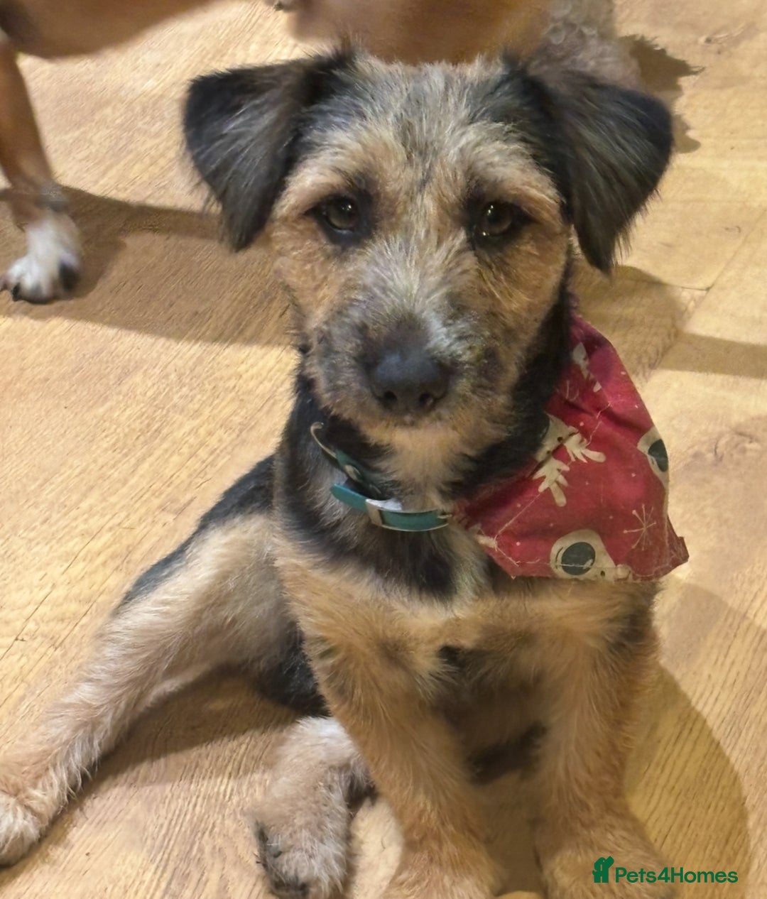 Mixed Breed dogs for sale: One Little Boy Available  - Advert 6