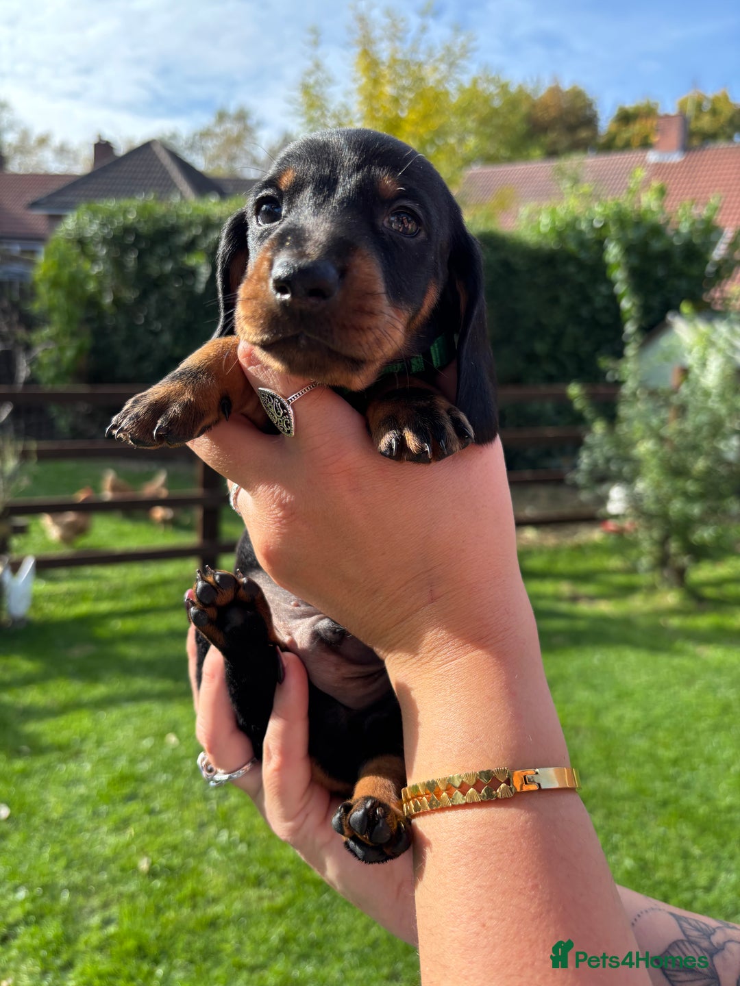 Dachshund dogs for sale: Kc standard Black and Tan dachshunds - Image 12