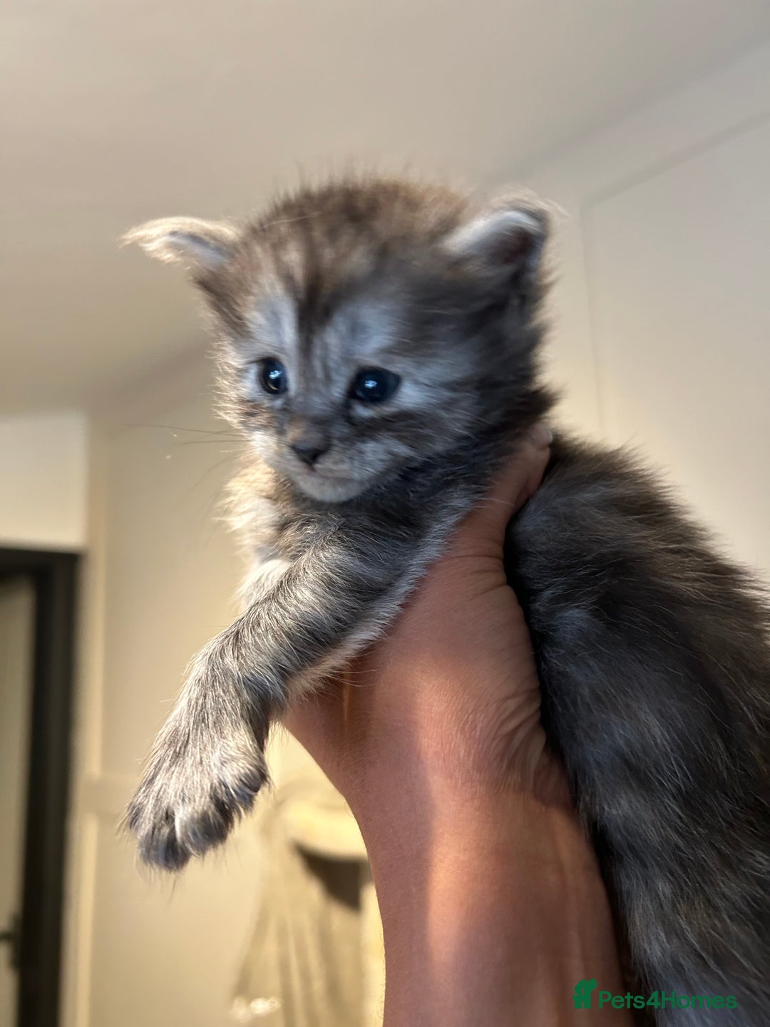 Maine Coon cats for sale: 🐾 Proven TICA  Maine Coon Queen – Black Smoke 🐾 - Image 12