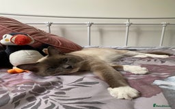 Ragdoll cats for sale: Super affectionate male ragdoll house cat - Advert 7