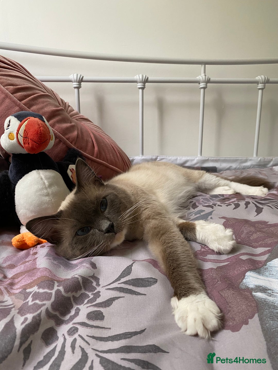 Ragdoll cats for sale: Super affectionate male ragdoll house cat - Advert 7