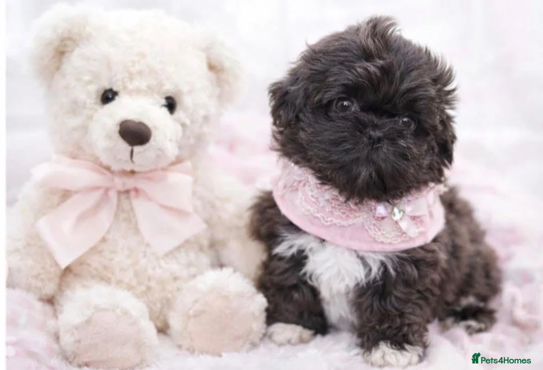 Shih Tzu dogs for sale: KC Health Tested Female - Keeper Originally  - Advert 1