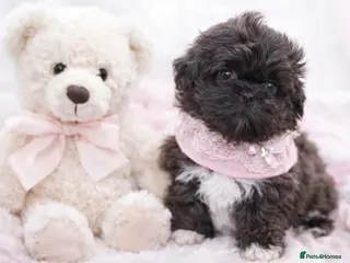 Shih Tzu dogs KC Health Tested Female - Keeper Originally - Advert 1