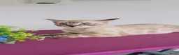 Bengal cats for sale: Snow White Bengal Male kitten Available.   - Advert 6