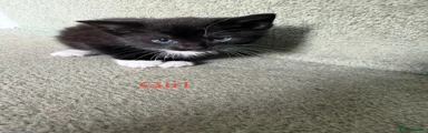Mixed Breed Kitten 3