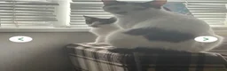 Mixed Breed cats for sale: Last kitten 13 weeks old £30 - Advert 2