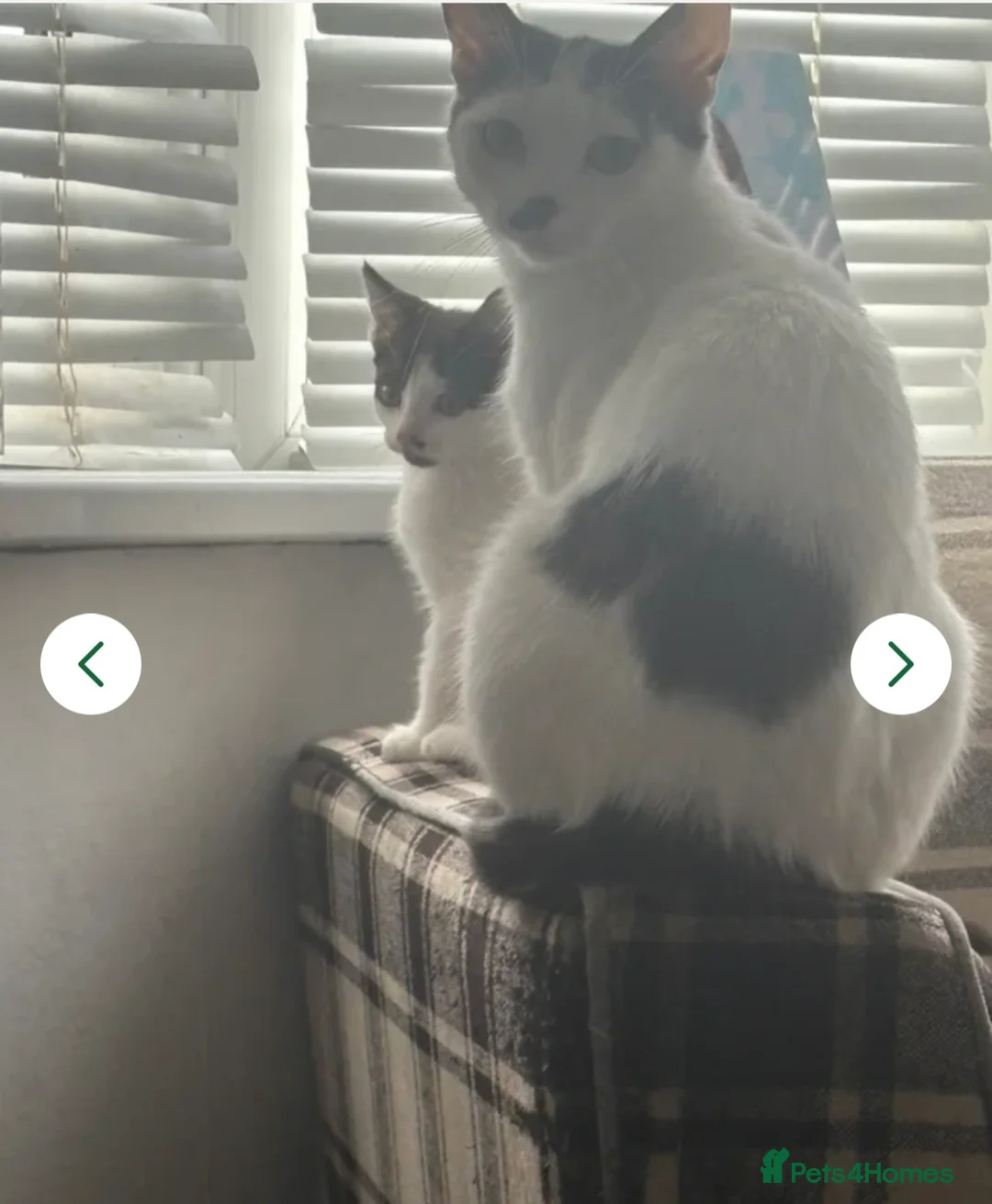 Mixed Breed cats for sale: Last kitten 13 weeks old £30 - Advert 2