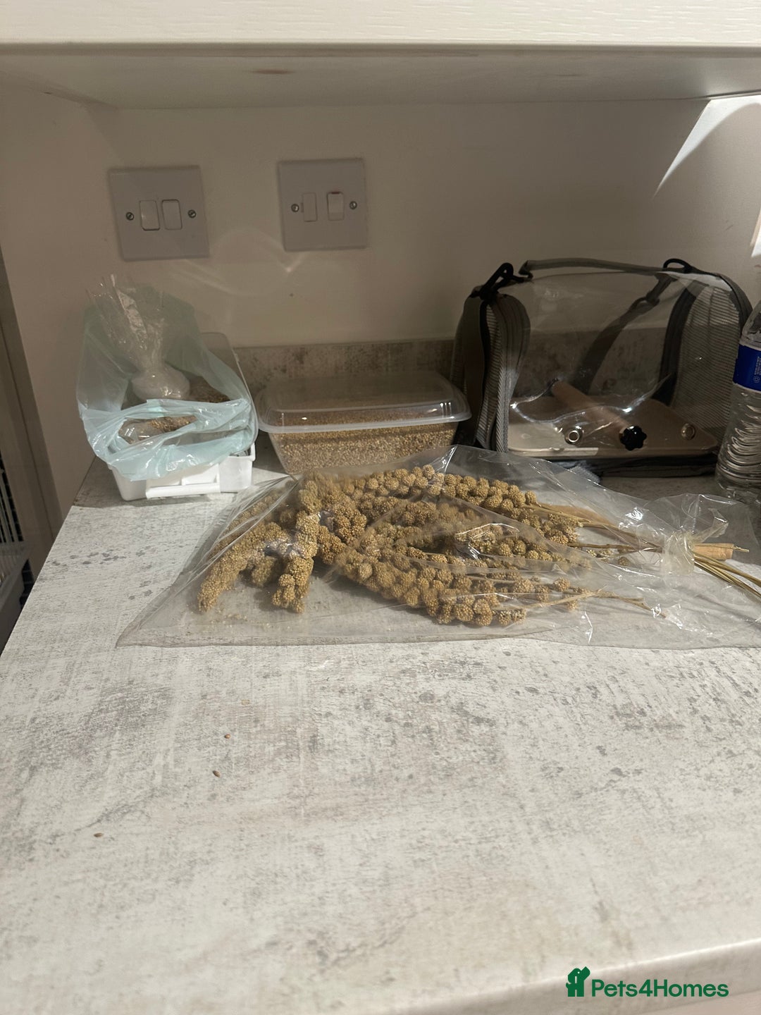 Budgerigars birds for sale: 1 budgie for sale (cage) !!! ( read description) - Advert 4