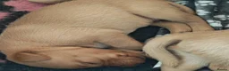 Labrador Retriever dogs for sale: Beautiful Female and Male Working Labrador Puppies - Advert 16