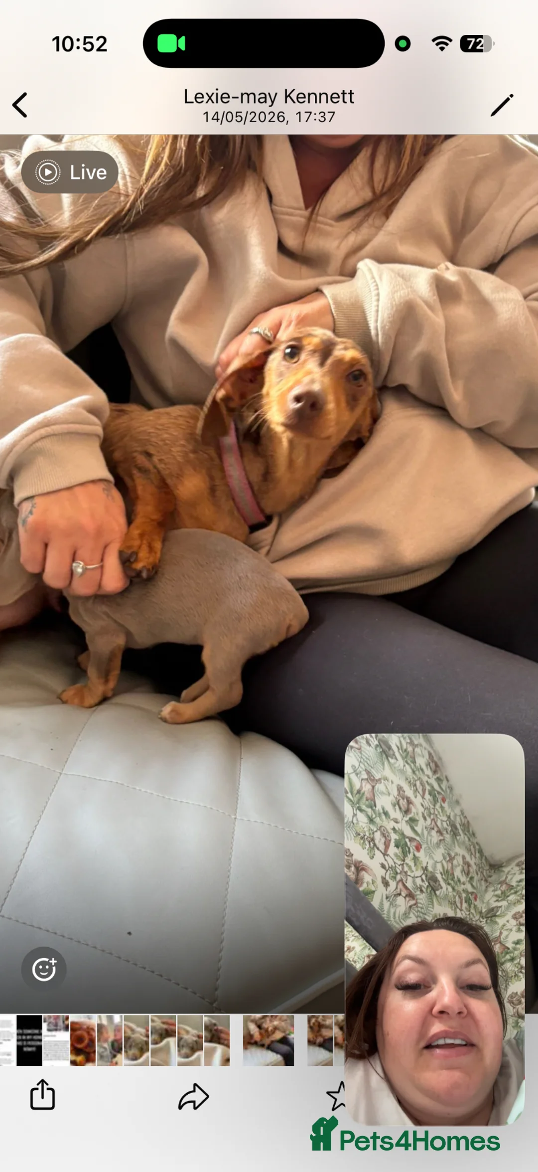 Dachshund dogs for sale: Beautiful Isabella an tan  - Advert 5