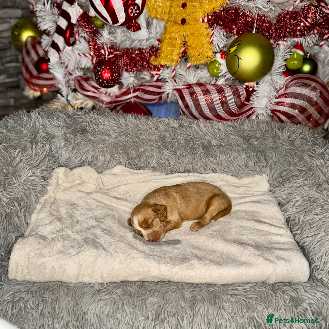 Cocker Spaniel dogs for sale: 🐶THE 8 MISFITS of SHEER BEAUTY🐶 - Advert 23