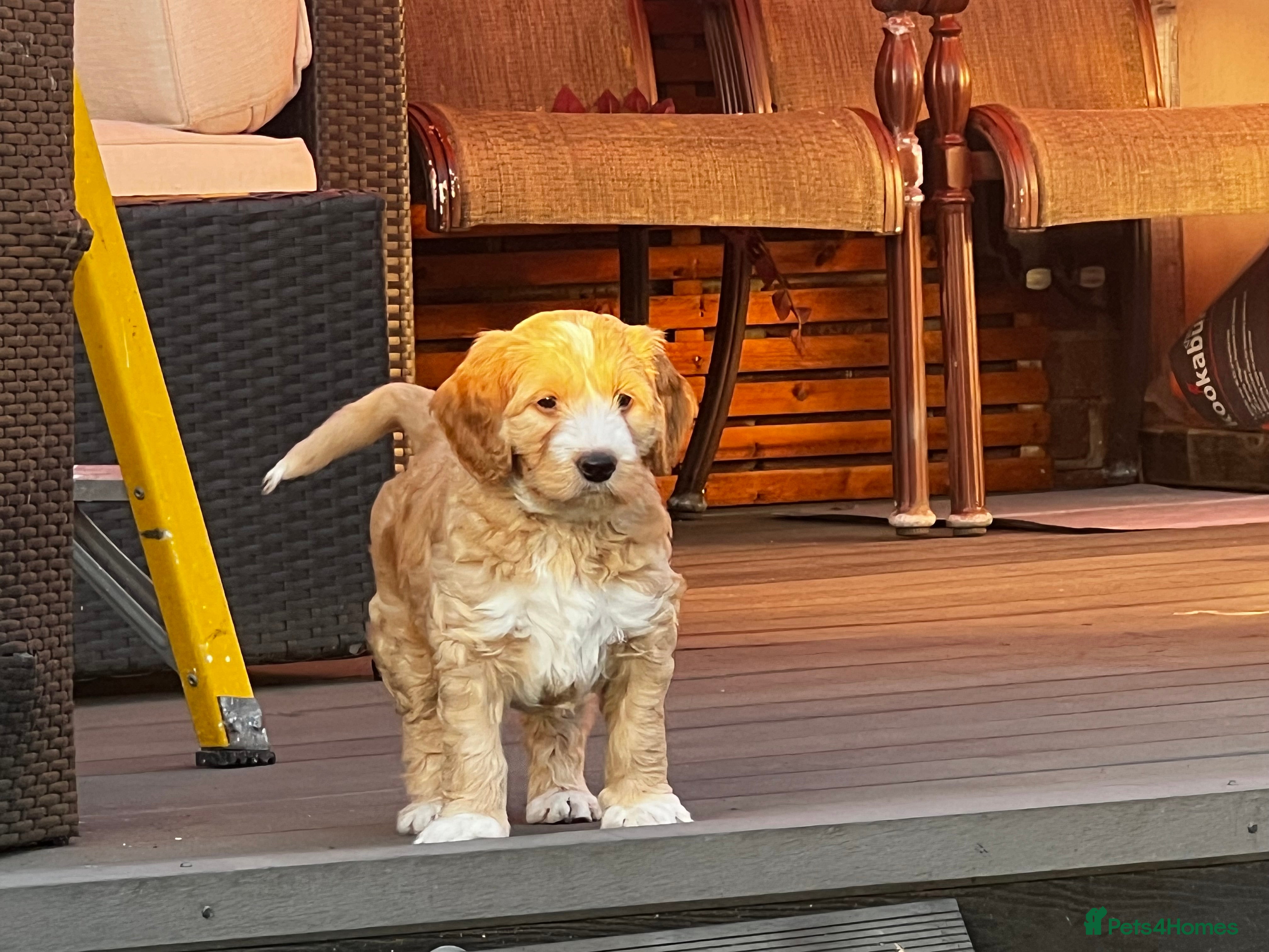 Australian Labradoodle dogs ⭐ 1 Pup Left Australian Labradoodles – Ready Now ⭐ - Advert 2