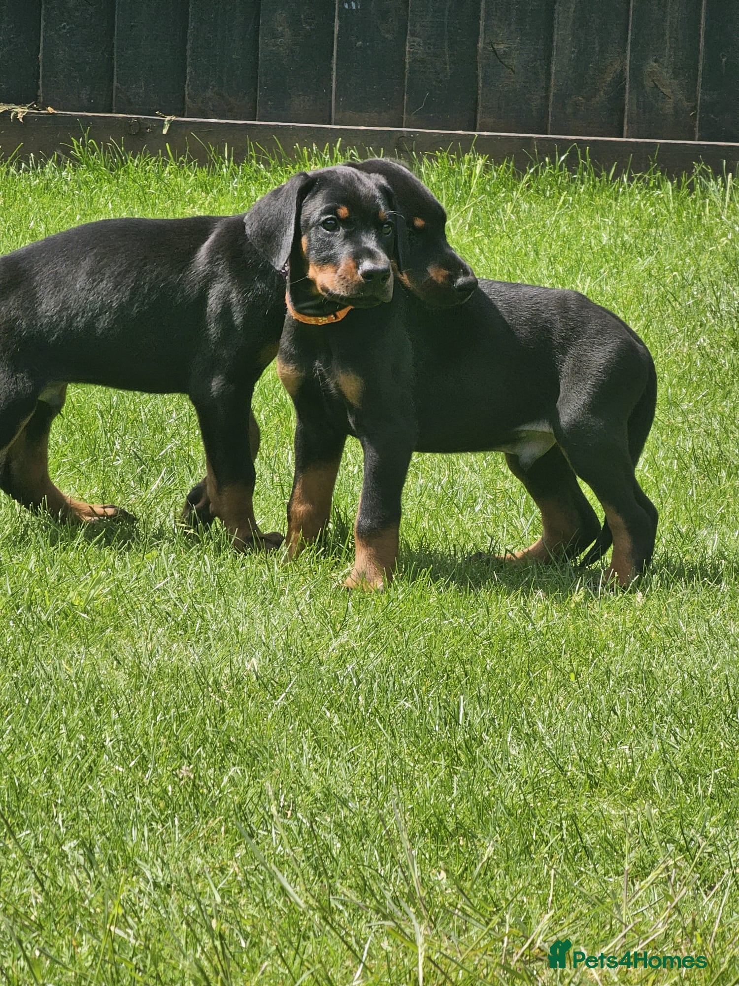 Dobermann dogs ☆☆Ready to leave Friday  Black Doberman Puppies☆☆ - Advert 2