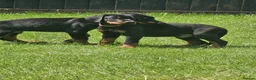 Dobermann dogs for sale: ☆☆Ready to leave Today  Black Doberman Puppies☆☆ - Advert 4
