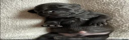 Staffordshire Bull Terrier dogs for sale: Full Respect Trained Staffordshire Bull Puppies in Worthing - Advert 7