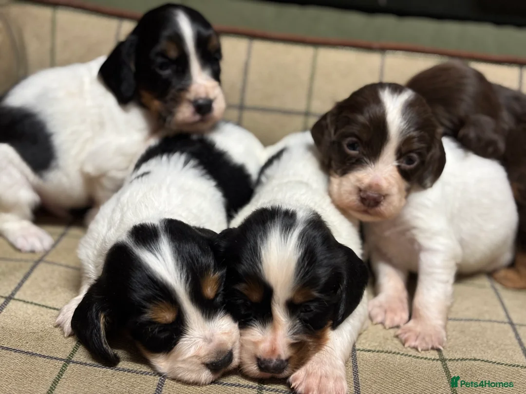 Cocker Spaniel dogs for sale: Stunning Cocker Spaniel Puppies  - Advert 17