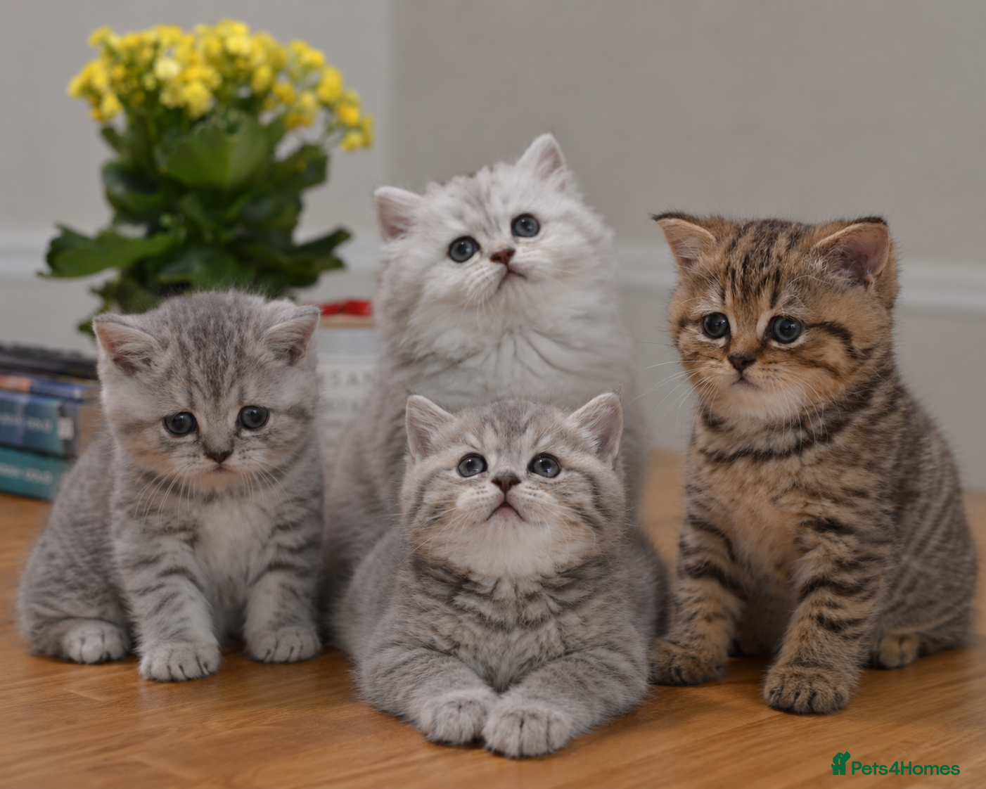 British Shorthair cats TICA/GCCF Adorable BSH/LH Girls  - Advert 1