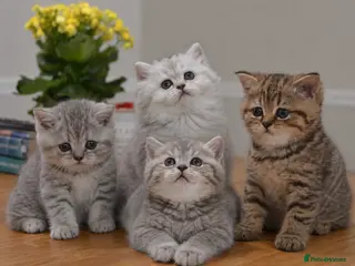 British Shorthair cats TICA/GCCF Adorable BSH/LH Girls - Advert 1