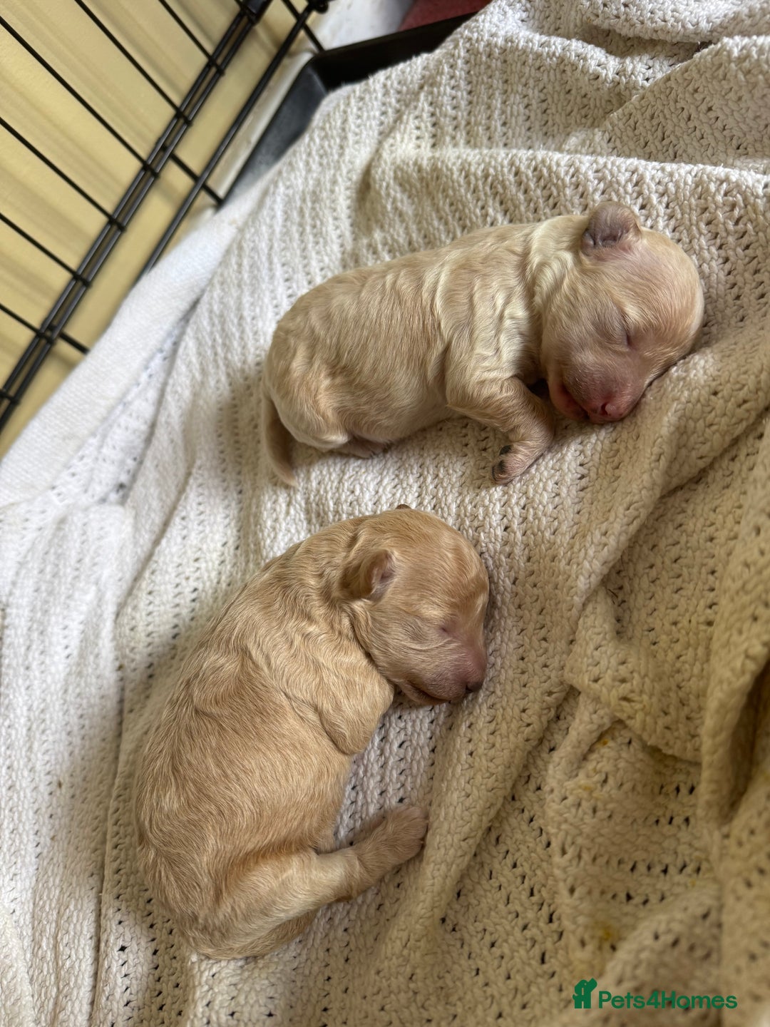 Maltipoo dogs for sale: Premium health tested toy teddybear maltipoo’s - Image 7
