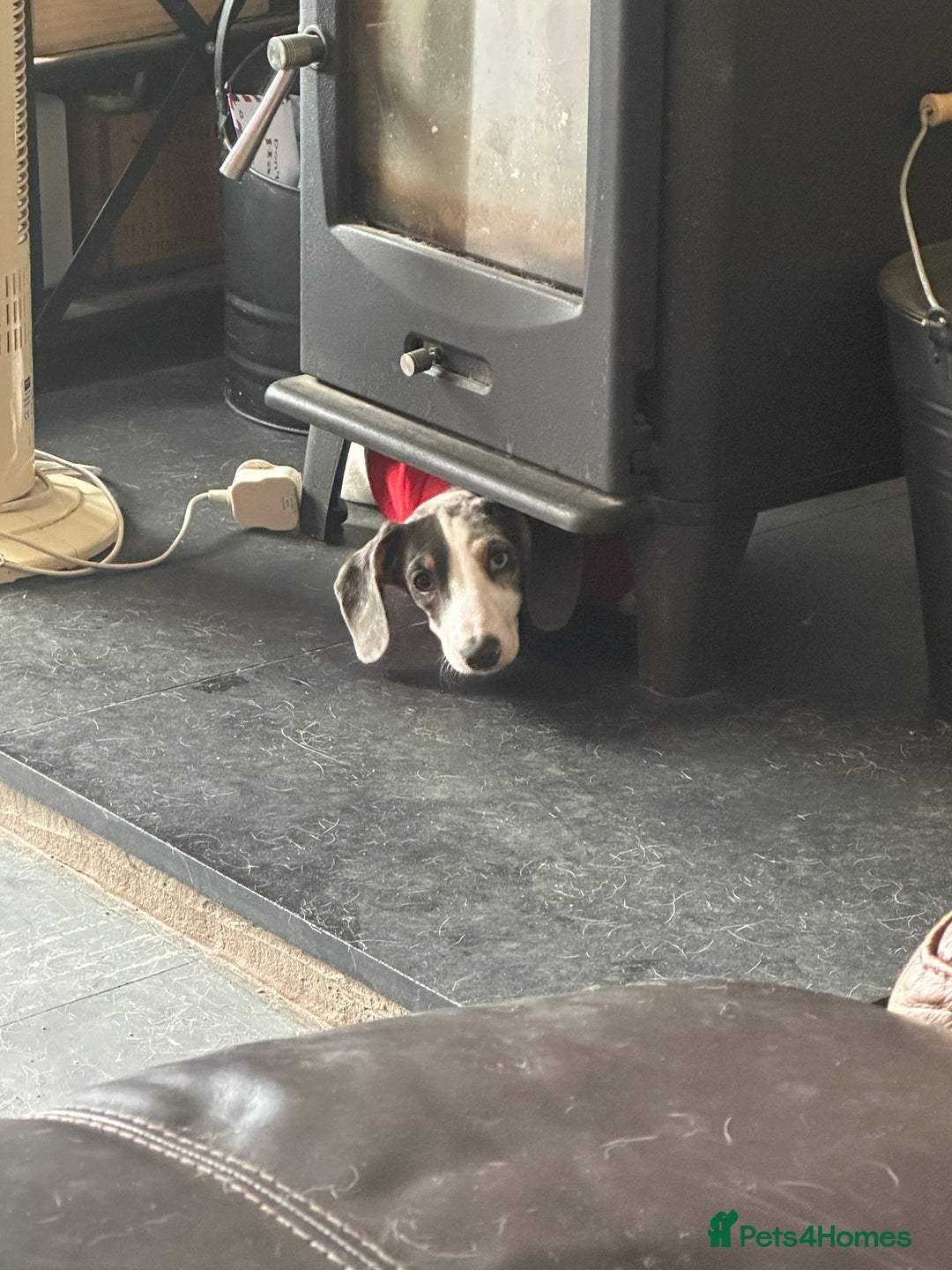 Miniature Dachshund dogs for sale: Miniature dachshund female - Image 2