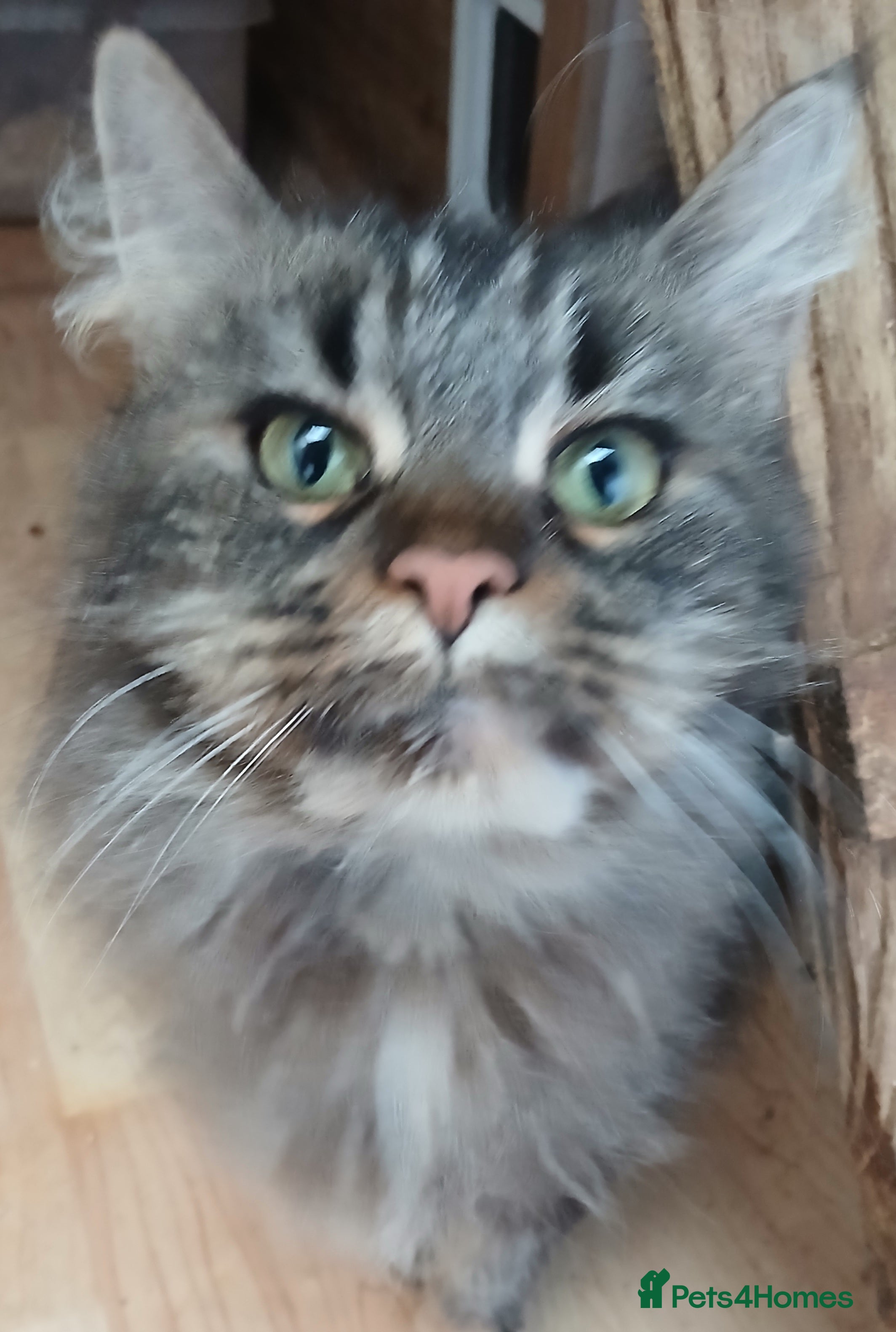 Maine Coon cats Loving TICA reg female for sale - Advert 15