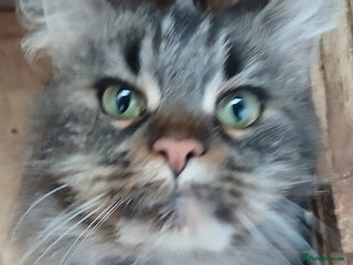 Maine Coon cats Loving TICA reg female for sale - Advert 4