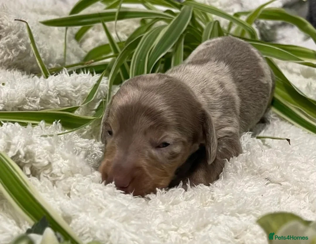 Miniature Dachshund dogs for sale: Minature dachshund dapples in Belfast - Advert 2