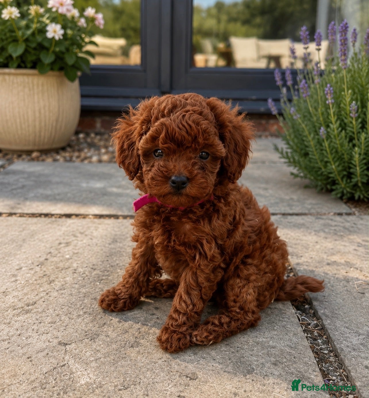 Toy Poodle dogs 🧸Asian poodle girl 🧸 - Advert 2