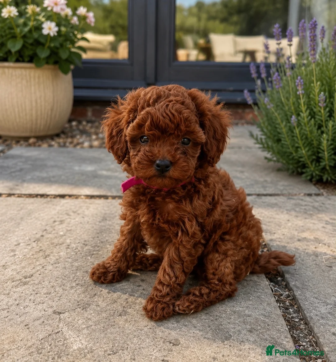 Toy Poodle dogs for sale: 🧸Asian poodle girl 🧸 in Bishop's Stortford - Advert 1