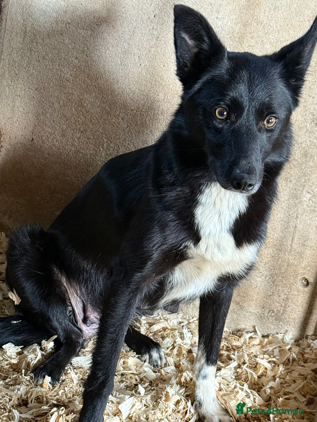 Border Collie dogs for sale: Collie dog  - Image 3