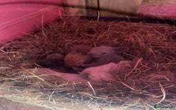 Lionhead rabbits for sale: One male left. Blue eyes. Orange and white - Image 26