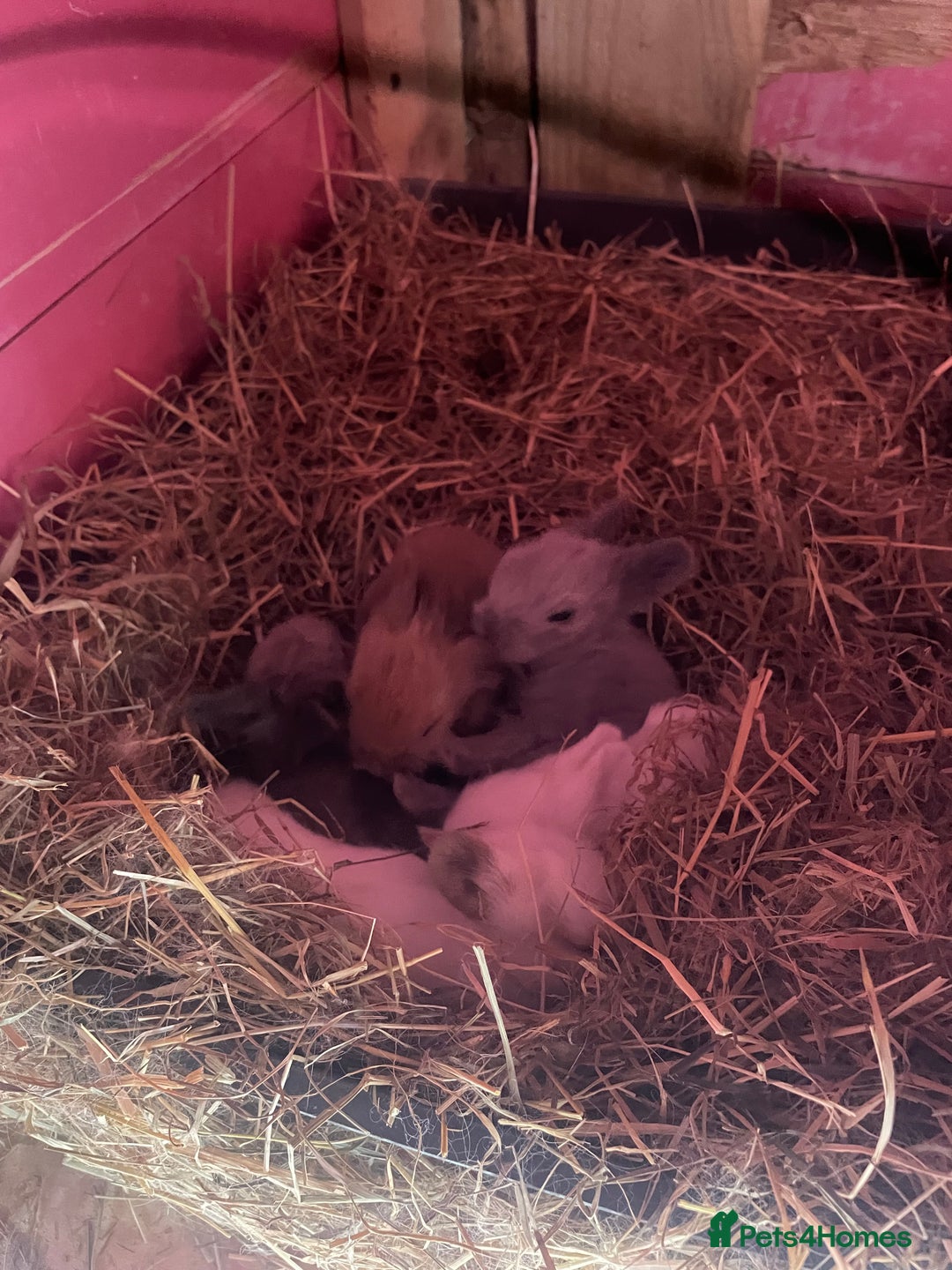 Lionhead rabbits for sale: One male left. Blue eyes. Orange and white - Image 26