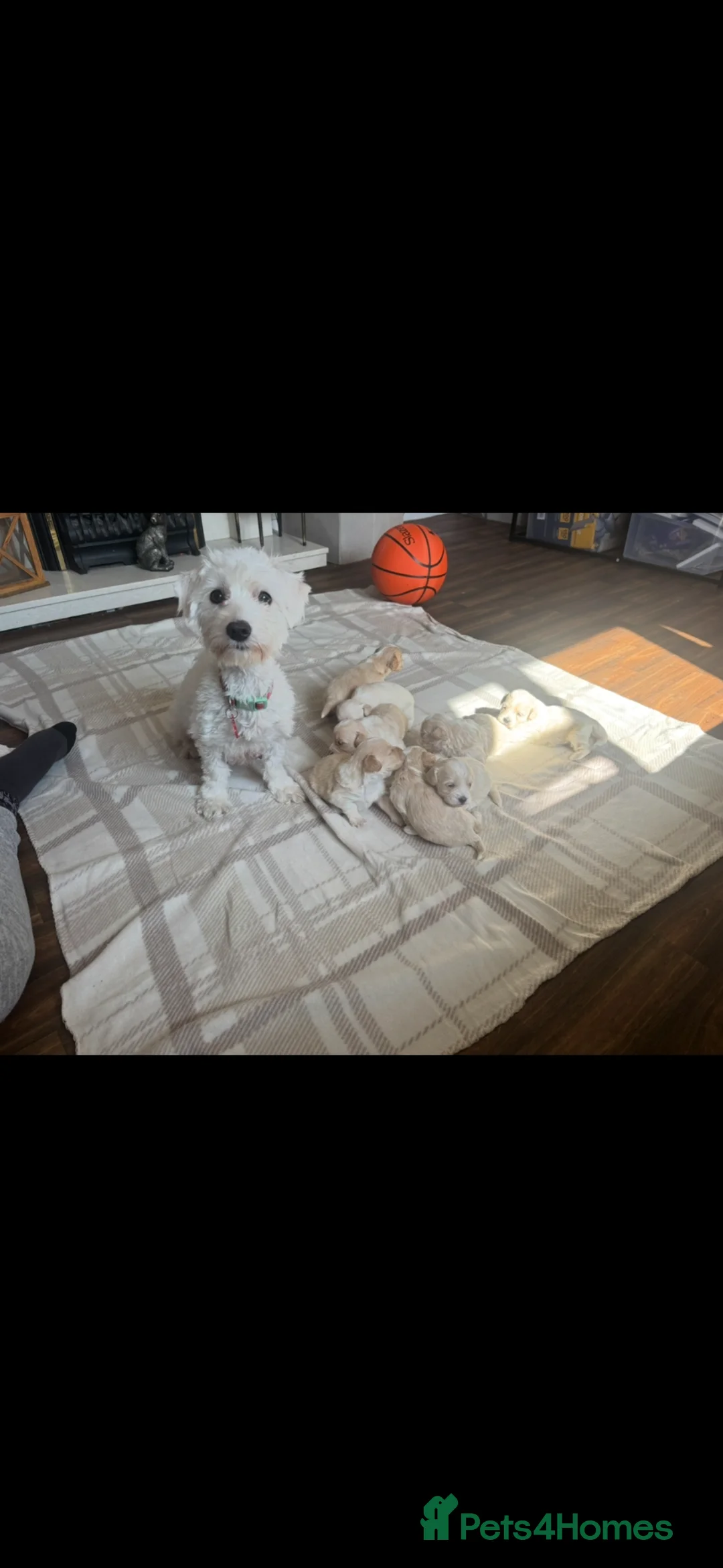 Maltipoo dogs for sale: Maltipoo puppies - Advert 9